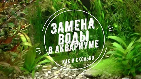Замена воды в аквариуме. Как и сколько? Replacing water in the aquarium. How and how much?