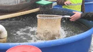 North Branch Trout Stocking