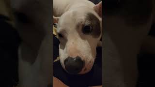 What You Looking At? #shortvideo #shorts #short #pitbull #pet