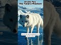 Arctic Fox: The Tundra Phantom #wildlife #facts #naturestories #reality #fyp #viralvideo