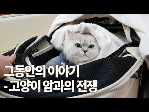 [4묘4색] (ENG) 2개월동안의 이야기 - 고양이 암과의 전쟁