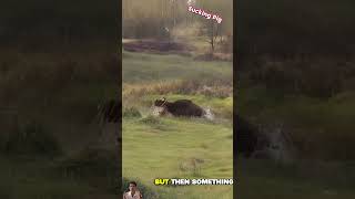 Wild Buffaloes Help You When You Are In Danger wildlife animals