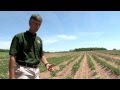 Msu lake city research center seed potato program