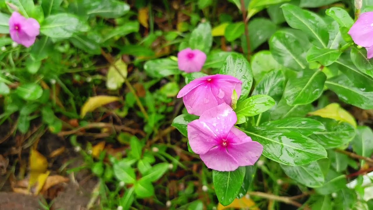 Jan 17 கார்த்தியிடம் சிவகாமி இறப்பின் ஆதாரத்தை ஒப்படைத்த பரமேஸ்வரி 🔥கார்த்தி ஷாக்