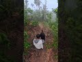 Nature walk in coffee farm #travel #chikmagalur #nature #love #family #walking #youtubeshorts #fun