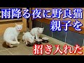 【野良猫親子】雨降る夜に子猫たちを連れてやって来た母猫②
