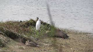 Kraggs at Far Ings Nature Reserve 18-Aug-2020