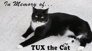 In Memory Of Tux The Cat