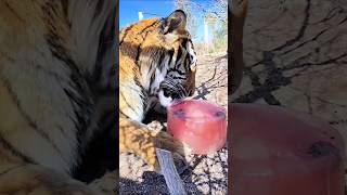 The refreshing frozen treat that keeps zoo tigers hydrated and cool