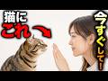 【9割が知らない…】毎日この7つをやるだけで、猫にあなたの「大好き」が伝わります