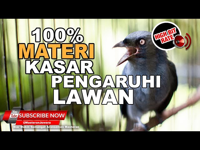 🔴 Masteran Burung JUARA❗️Srigunting Abu Abu Gacor Full Materi Tembakan Kasar Pengaruhi Mental Lawan class=