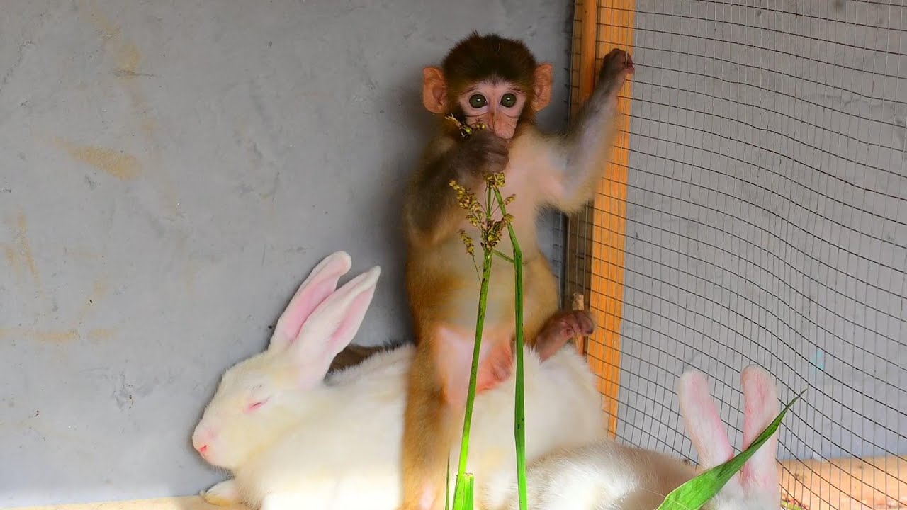 Funny monkey and rabbit funny video #foryou #monkey #rabbit - YouTube