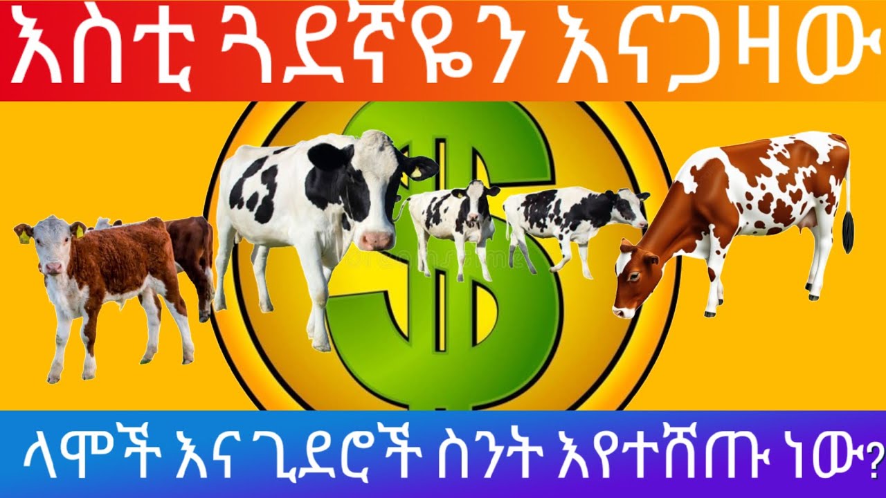 ምን ያዋጣል?ላሞች እና ጊደሮች ስንት እየተሸጡ ነው?