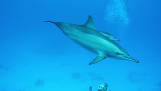 Diving Red Sea Egypt with Dolphin and Shark