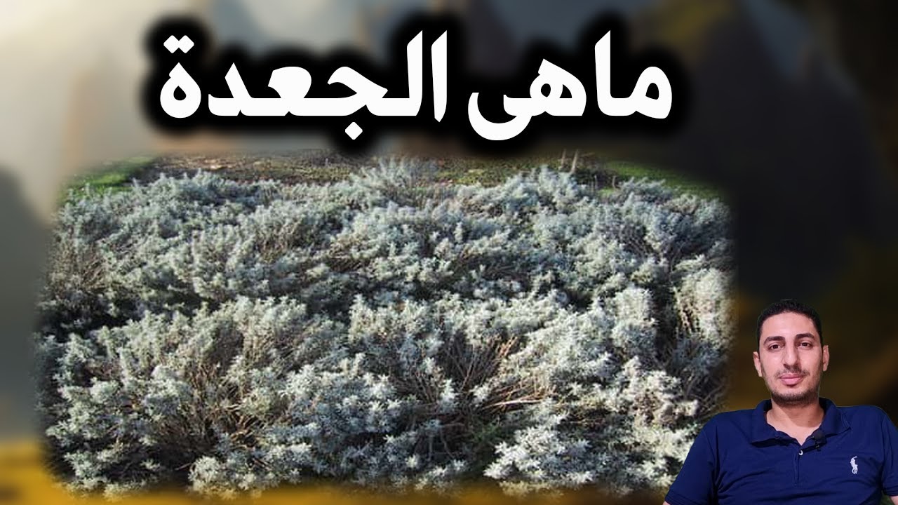 ماهى الجعدة فوائد المذهلة الجعد فوائد ومعلومات كثيرة ؟؟ - YouTube