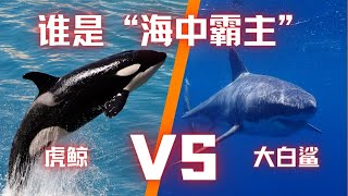大白鲨和虎鲸，谁是“海中霸主”？虎鲸的智商远超你的想象？