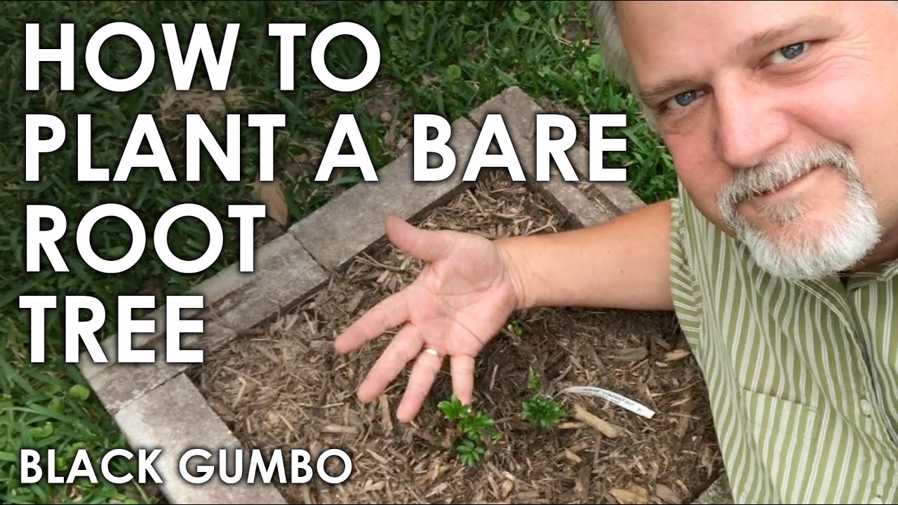 How to Plant a Bare Root Tree Black Gumbo YouTube