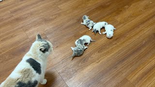 The 10-day-old kitten was meowing on the floor. Net Worth