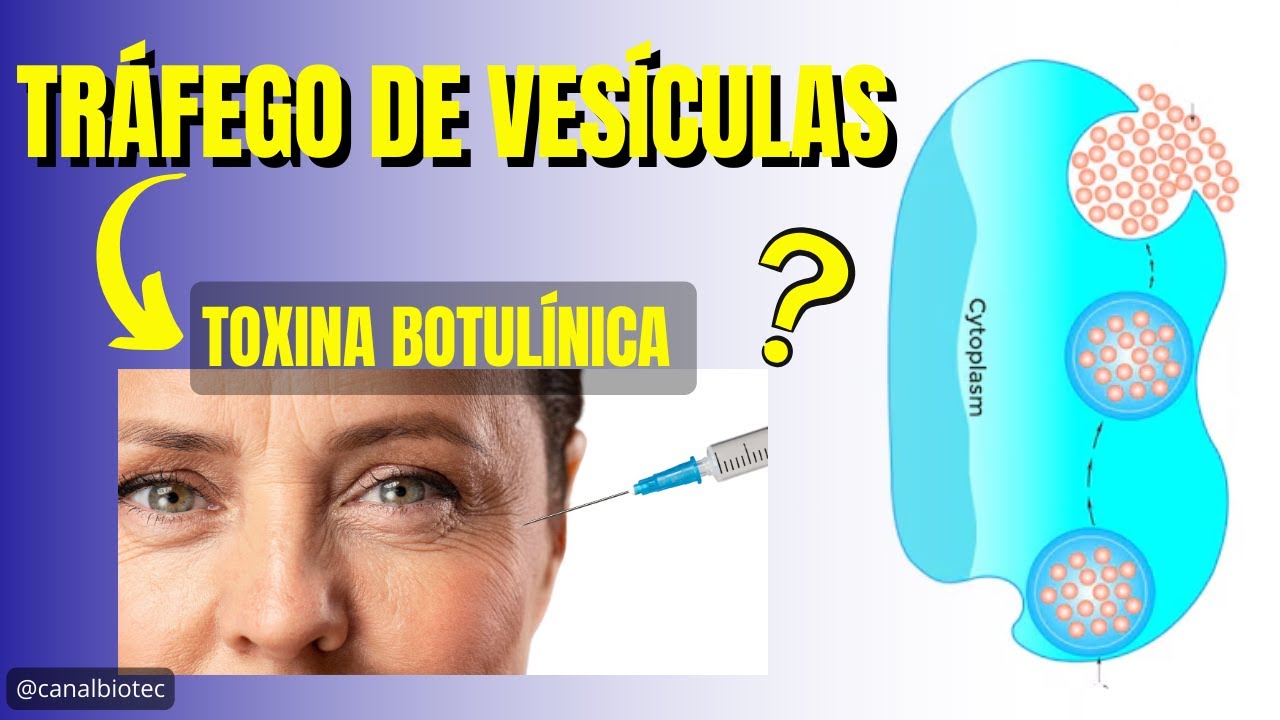Como é o TRAFEGO DE VESÍCULAS e o processo de EXOCITOSE celular | Relação com a TOXINA BOTULÍNICA
