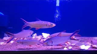 Lebtobarbus melanopterus / Ikan jelawat pipi merah / Ikan piam