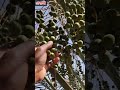 আলহামদুলিল্লাহ সৌদি আরবে খেজুর এখন মোটামুটি অনেকটা বড় হয়ে গেছে