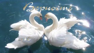 Любовь и верность. Красивое видео. Лебединая верность Любовь и верность. Красивое видео. Лебединая верность