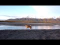 Knik River &quot;Suicide Run&quot;