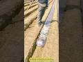 Farming Wisdom: The Genius “Buffer Bag” That Controls Irrigation Flow.