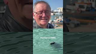 Cest Magique Aux Sables Dolonne, Fripouille Le Phoque Est Devenu La Star Du Port