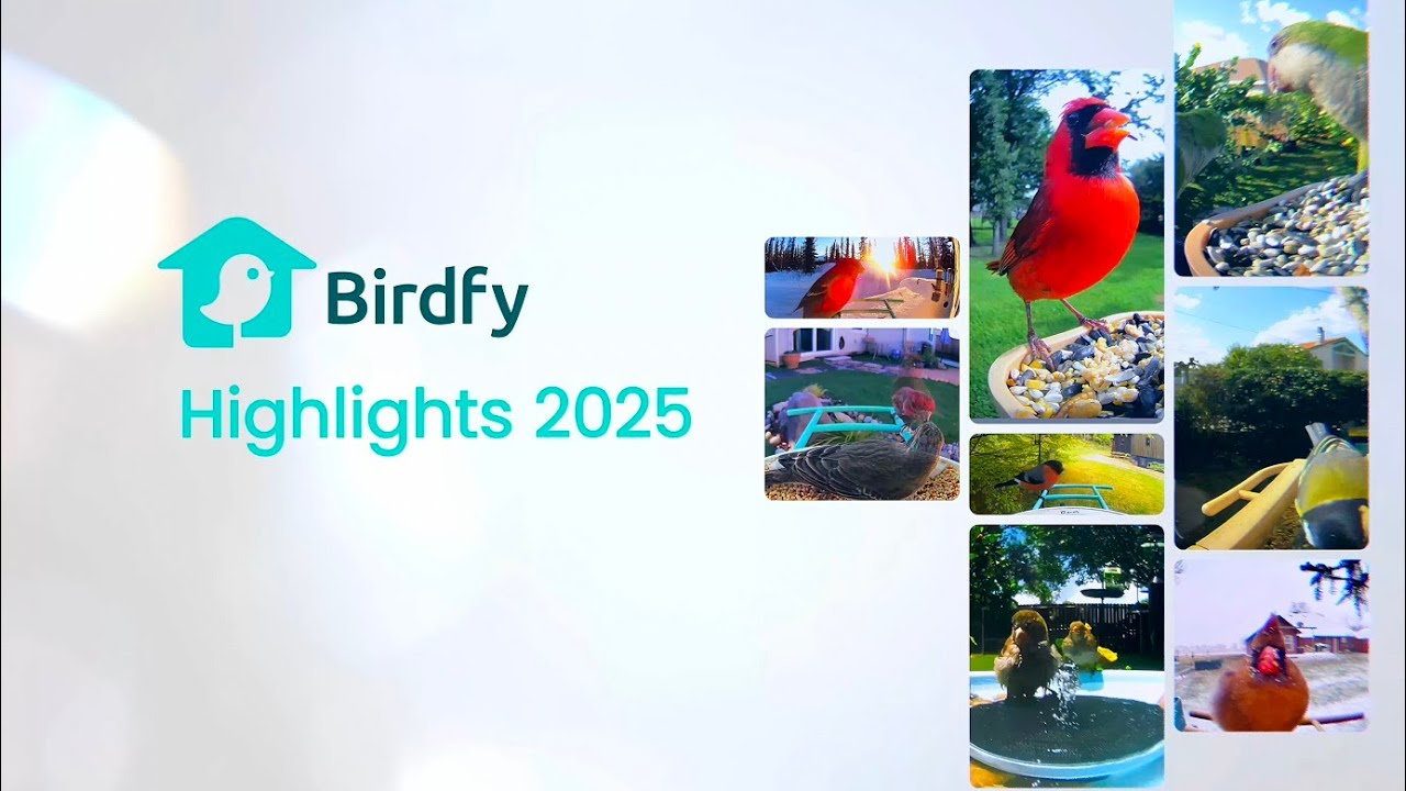 За пределами мира птиц: самые потрясающие моменты Birdfy 2025 года