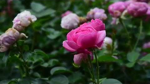 The Hiatus System SIGGRAPH 2018