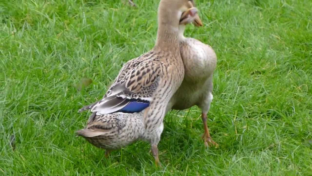 Trout Indian Runner ducks wrestling YouTube