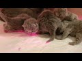 kittens at 6 hours after being birth