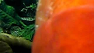 MVI_0609.AVI