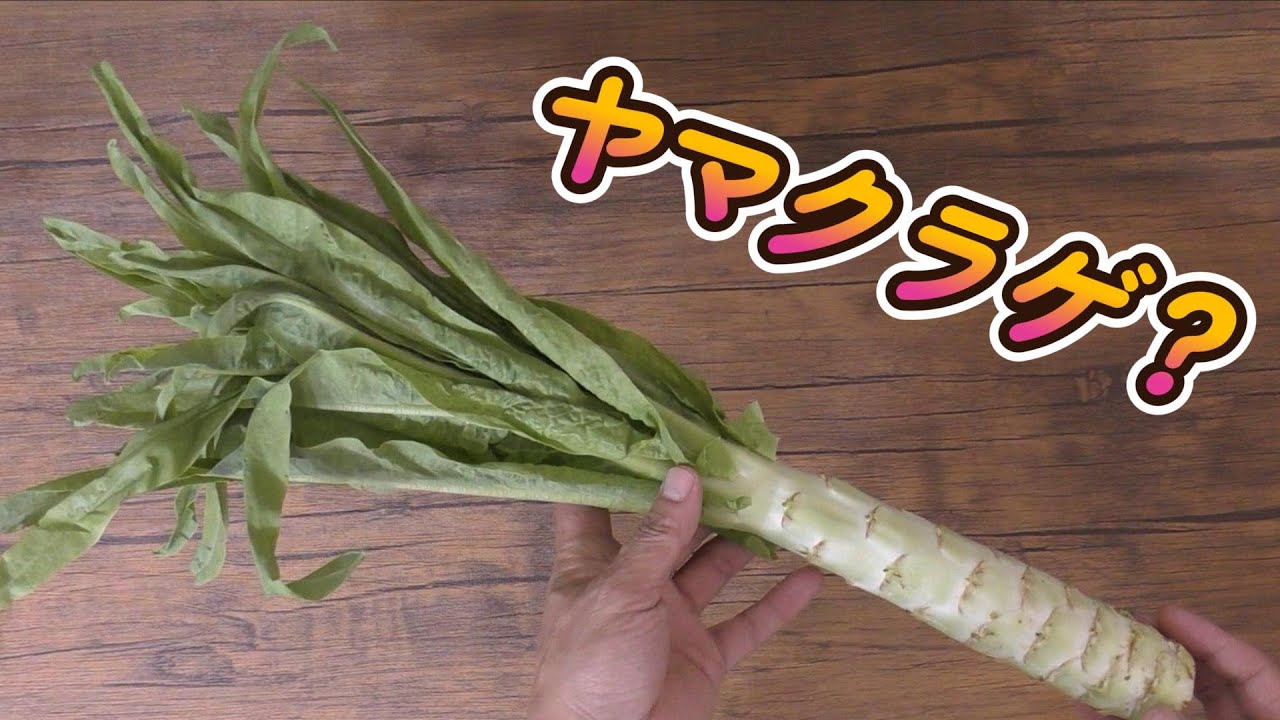 What is Yamakurage? [Jogakura Mountain Mother