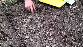 Fall Arugula Planting - Straight to the Point