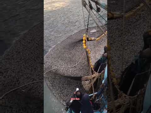 شبكة سردين ممتلئة صيد بحري ضخم قبل السحب