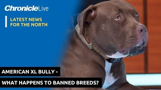 American XL Bully - What happens to banned dogs