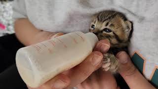 [고양이빵집] 🐱🍼 아깽이에게 간택되어 초보육아 집사가 되었습니다 🍼 🐱 냥줍일기