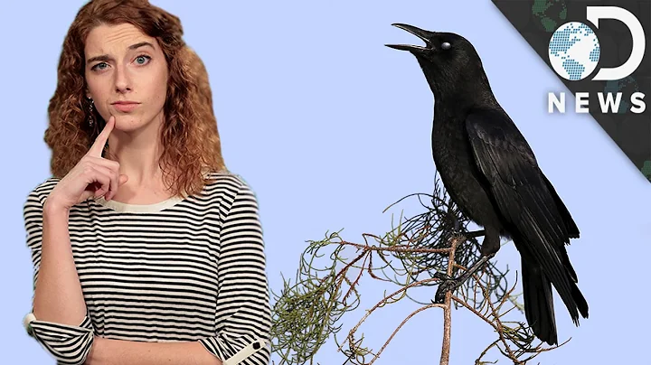 Are Crows As Smart As Humans? - DayDayNews