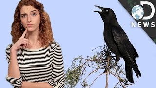 Are Crows As Smart As Humans?