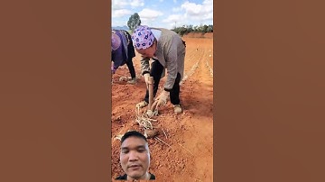 Cách trồng củ mài của người Trung Quốc