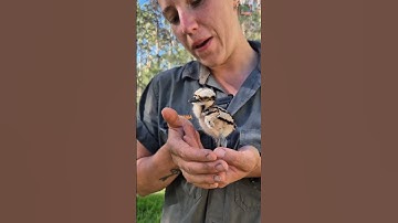 Meet Squeaky the Curlew Chick | Australian Reptile Park
