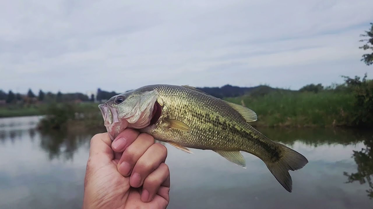 🐬Yeong San Gang Bass fishing  🐬2025.09.12. Am 09:30