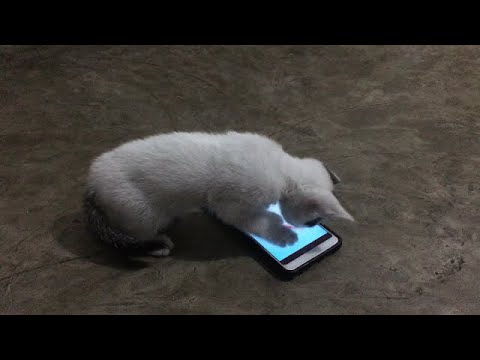 Baby kitten playing with mobile fish game (Bengali language)
