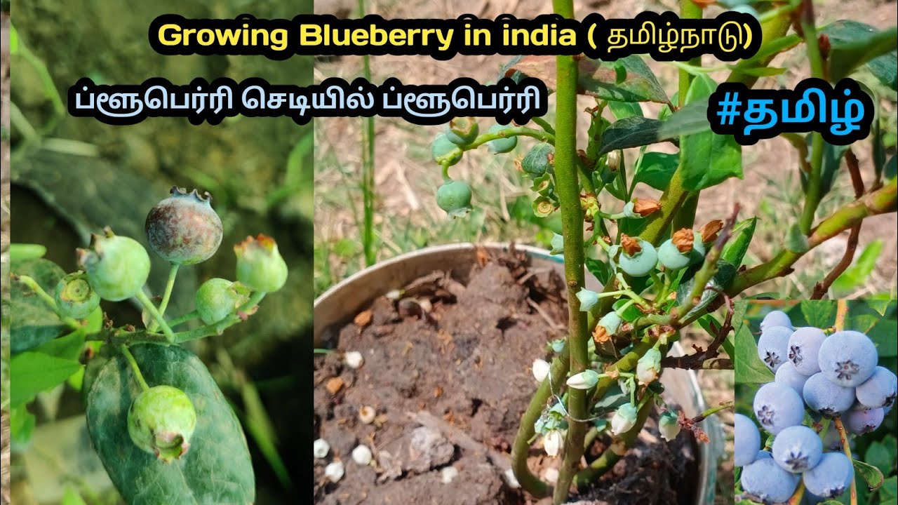 ப்ளூபெர்ரி செடியில் ப்ளூபெர்ரி பழங்கள் Grow Blueberry Plant in Tamil