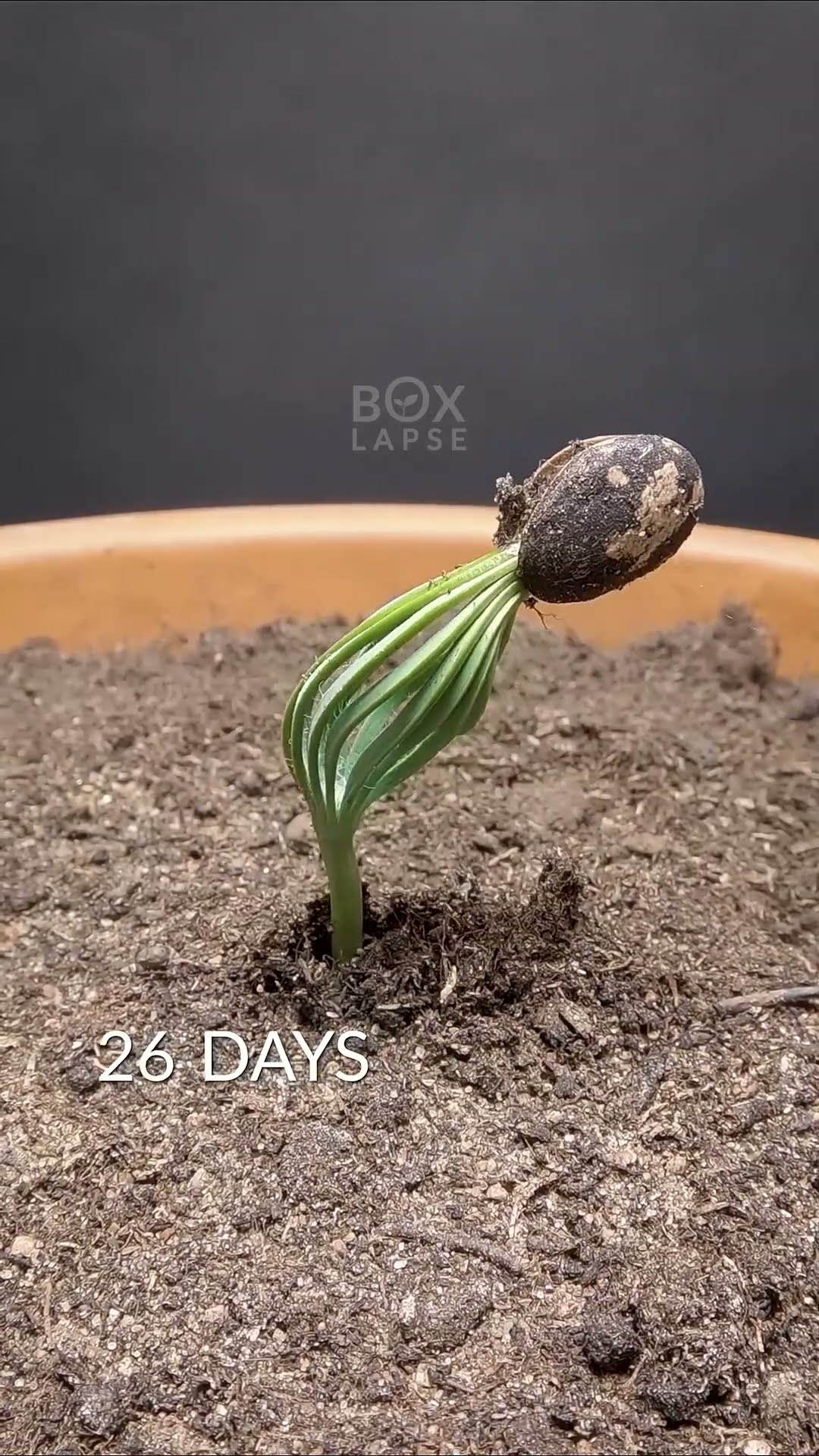 pinecones deserve a nature mvp award @Boxlapse #pinetree #seedgrowth