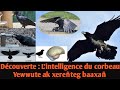 Letat psychologique lintelligence le corbeau baaxo lanimal le plus intelligent