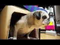 えっ！爪切り持ってる？パグの勘違い！Pug