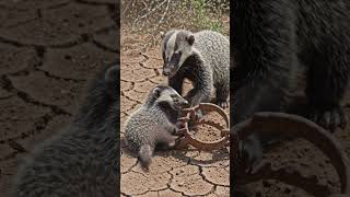Followed a Honey Badger &amp; WAIT FOR IT #HoneyBadger